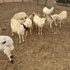 رخال رفيدي