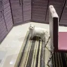 قط ذكر للتبني