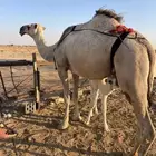 خلفه تحتها قعود سنها رباع هديه برباط