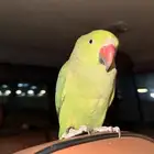 بغبغاء دره للبيع