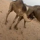 قعود عمره 6اشهور لباني وبري