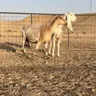 للبيع معزا دفيع