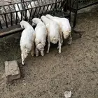 طليان