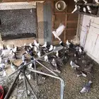 حمام بيع جمله نادر جدا