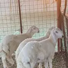 مشاريع فحول صنف فاخره