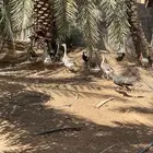 وز عراقي العدد 6 العمر خمس شعور الى 6