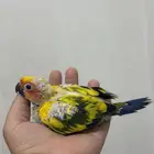 فرخ صن كنيور غر صبغة قوية انتاج محلي