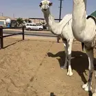 ناقه عشرا سدس للبيع