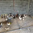 دجاج بلدي لبيع