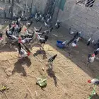 ديكه للبيع