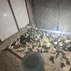 البيع