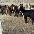 معزا مطوره فاخره