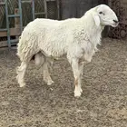 خروف فحل