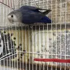 عصافير روز