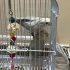 بغبغاء الروز
