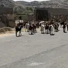 معزاء للبيع دفيع مقاريب