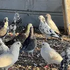 حمام بلدي مشكل