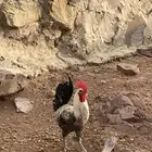 ديك بلدي كفو للبيع