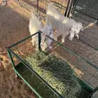 تيوس طيبة المجمعة
