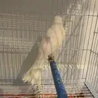 ذكر كنار ابيض مغرد حريقه(تم البيع )