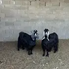 معزاء عوارض عارضيات دفيع شهرين ونص