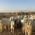 معزا عوارض فاخره