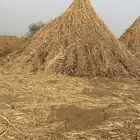 احد المسارحة قرية الهجنبة