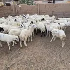 رخال رفيد