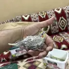 للبيع فرخين كروان