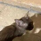 قطه تبحث عن بيت آمن   للتبني