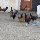 البيع دجاج العدد 100 الشرط من المرض