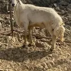 للبيع خروف فحل مشروط من جميع العيوب الحمدلله أسن جامع