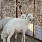 طليان ذبايح