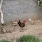 دجاج بلدي حضان