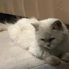 حي السلام