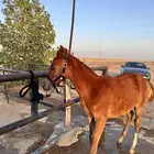 مهر شعبي ابن الفحل اميلاردي