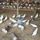 بيع حمام فرنسي شرط منتج وعماره صغيره 120 جوز يوزد اوينقص