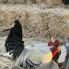 دجاج بلدي   فيومي