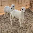 بهم تربية نظيف