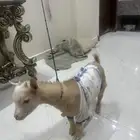 تيس قزم للبيع