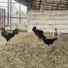 دجاج للبيع