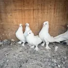 حمام تركي