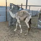 حاشي قعود