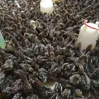 صوص فيومي سوبر جامبو