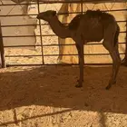 حوار قصب