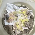 فروخ كناري غر تم البيع