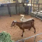 جنوبيه مهجنه بقزمي متبع