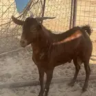 تيس محايلي فحل جذع