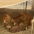 ذبائح سواكن للبيع