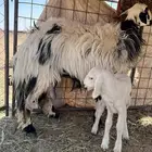 شاه جذعه متبع بطلي